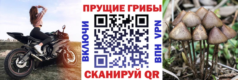Купить  Почеп  Псилоцибиновые грибы ЛСД 
